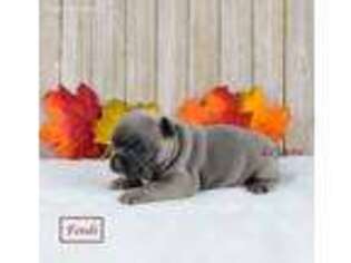 French Bulldog Puppy for sale in Stephenville, TX, USA
