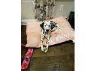Dalmatian Puppy for sale in Canton, GA, USA