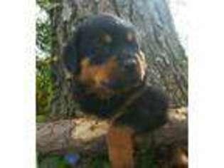 Rottweiler Puppy for sale in New Waverly, TX, USA