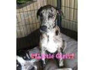Great Dane Puppy for sale in Celina, TX, USA