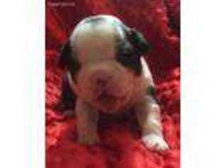 Boston Terrier Puppy for sale in Hartville, OH, USA