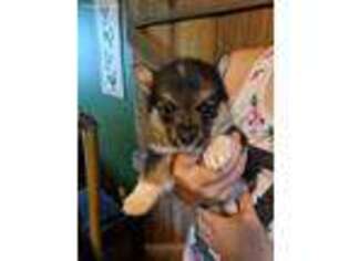Pembroke Welsh Corgi Puppy for sale in North Vernon, IN, USA
