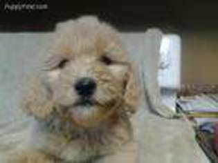 Goldendoodle Puppy for sale in Manson, IA, USA