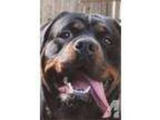 Rottweiler Puppy for sale in HUNTSVILLE, AL, USA