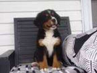 Bernese Mountain Dog Puppy for sale in Dundee, OH, USA