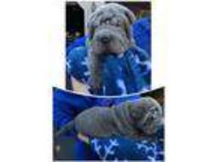 Mutt Puppy for sale in Goffstown, NH, USA