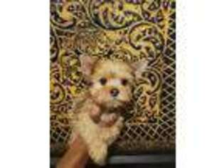Yorkshire Terrier Puppy for sale in Bronx, NY, USA