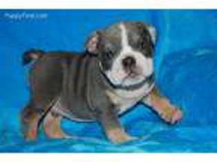 Bulldog Puppy for sale in Ava, MO, USA