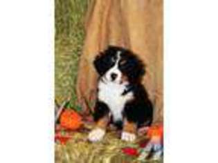 Bernese Mountain Dog Puppy for sale in MISSOULA, MT, USA