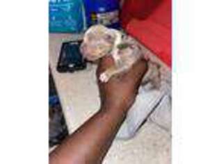 American Bulldog Puppy for sale in Portsmouth, VA, USA