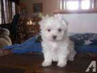 Maltese Puppy for sale in SALEM, OH, USA