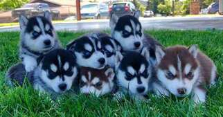 Siberian Husky Puppy for sale in Grants Pass, OR, USA