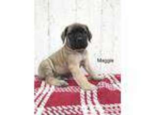 Mastiff Puppy for sale in Baltic, OH, USA