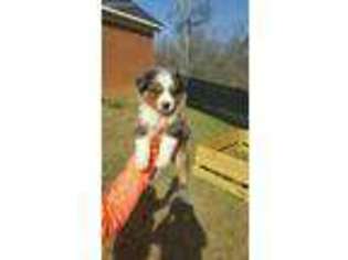 Australian Shepherd Puppy for sale in Columbus, GA, USA