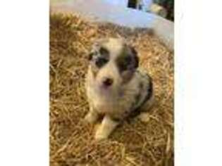 Australian Shepherd Puppy for sale in Lavaca, AR, USA