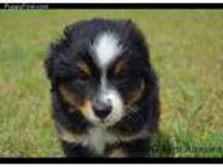 Miniature Australian Shepherd Puppy for sale in Shawnee, OK, USA