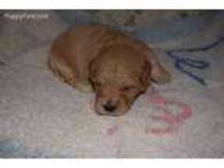 Goldendoodle Puppy for sale in Danville, VA, USA