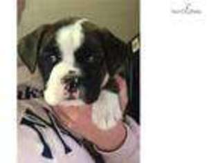 Boxer Puppy for sale in Albany, NY, USA