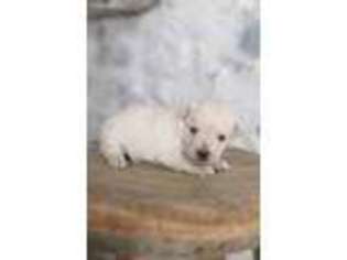 Cairn Terrier Puppy for sale in Mount Joy, PA, USA