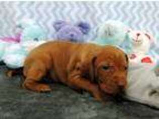 Vizsla Puppy for sale in Harrington, DE, USA