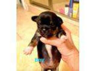 Chihuahua Puppy for sale in Destin, FL, USA