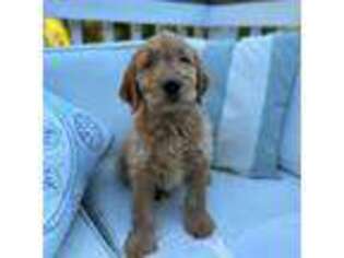 Goldendoodle Puppy for sale in Shirley, NY, USA