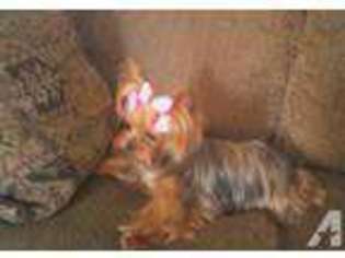 Yorkshire Terrier Puppy for sale in LILY, KY, USA