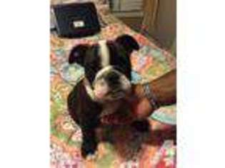 Bulldog Puppy for sale in LEWISVILLE, TX, USA