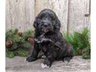 Portuguese Water Dog Puppy for sale in Kingston, MO, USA