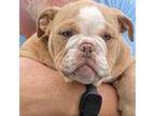 Bulldog Puppy for sale in Vista, CA, USA