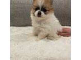 Pomeranian Puppy for sale in Bothell, WA, USA
