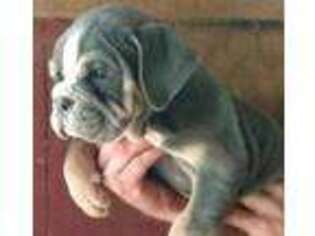 Bulldog Puppy for sale in Ethridge, TN, USA