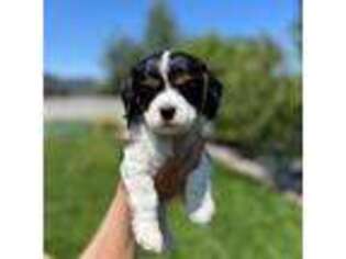 Cavalier King Charles Spaniel Puppy for sale in Boise, ID, USA