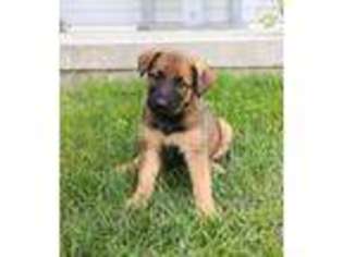 German Shepherd Dog Puppy for sale in Willow Street, PA, USA