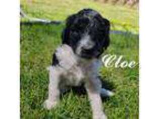 Mutt Puppy for sale in Eagle Mountain, UT, USA