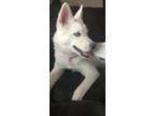 Siberian Husky Puppy for sale in Cheshire, CT, USA