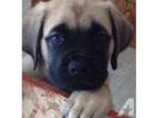 Mastiff Puppy for sale in ELK GROVE, CA, USA