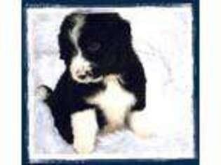 Mutt Puppy for sale in West Bloomfield, MI, USA