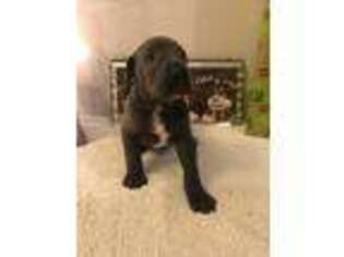 Great Dane Puppy for sale in Sweet Home, OR, USA