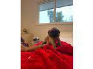 Mastiff Puppy for sale in Fresno, CA, USA