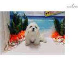 Cavapoo Puppy for sale in Las Vegas, NV, USA