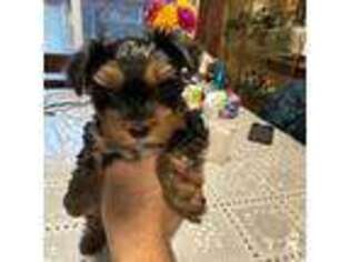 Silky Terrier Puppy for sale in Bellingham, WA, USA