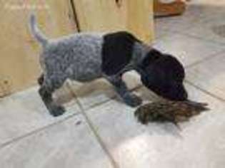 German Shorthaired Pointer Puppy for sale in Frederic, WI, USA