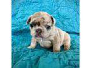 French Bulldog Puppy for sale in Lu Verne, IA, USA