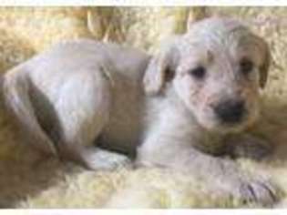 Labradoodle Puppy for sale in Deerfield, MI, USA