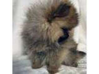 Pomeranian Puppy for sale in Waterloo, IN, USA