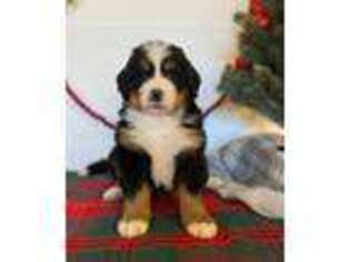 Bernese Mountain Dog Puppy for sale in Marysville, OH, USA