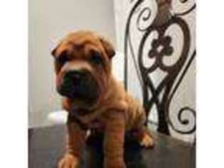 Mutt Puppy for sale in Seagoville, TX, USA