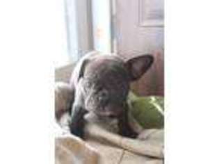 French Bulldog Puppy for sale in Middletown, IN, USA