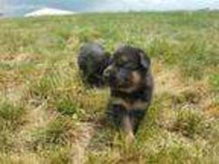 German Shepherd Dog Puppy for sale in Harrisonburg, VA, USA